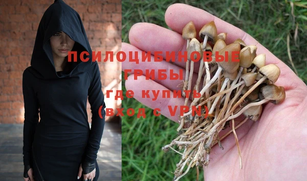 прущие грибы Новозыбков